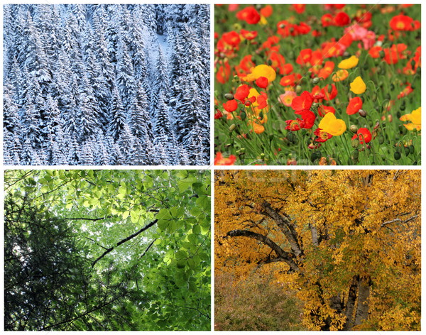 Four seasons collage Stock photo © Elenarts