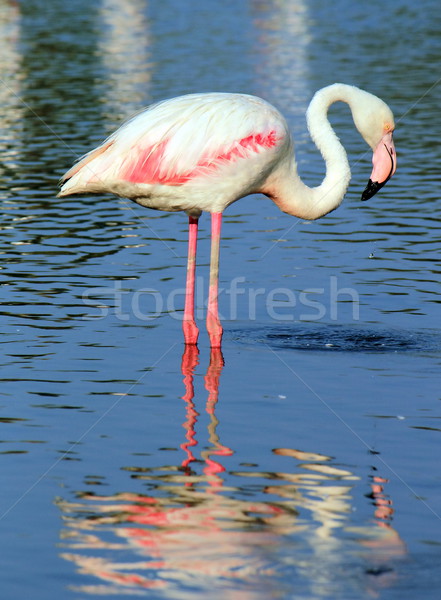 Flamingo in the water Stock photo © Elenarts