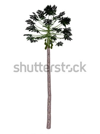 Papaya tree - 3D render Stock photo © Elenarts