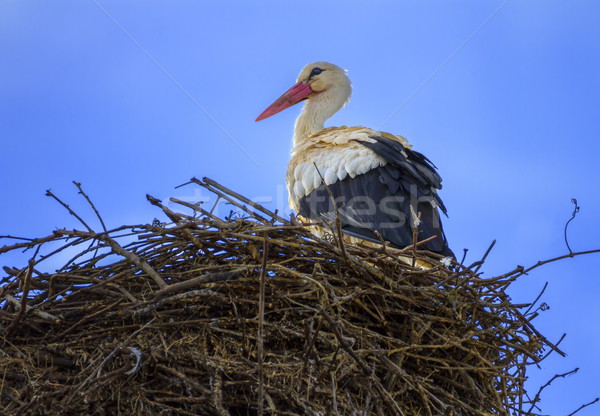 Weiß Storch Nest stehen Himmel Stock foto © Elenarts