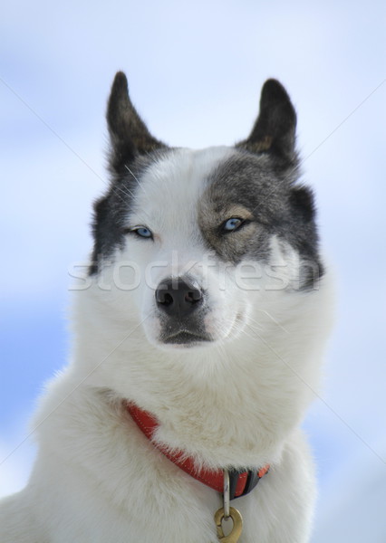 Răguşit câine portret roşu colier Imagine de stoc © Elenarts