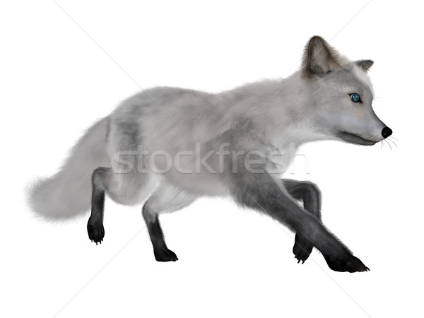 [[stock_photo]]: Blanche · Fox · courir · rendu · 3d · isolé · fond