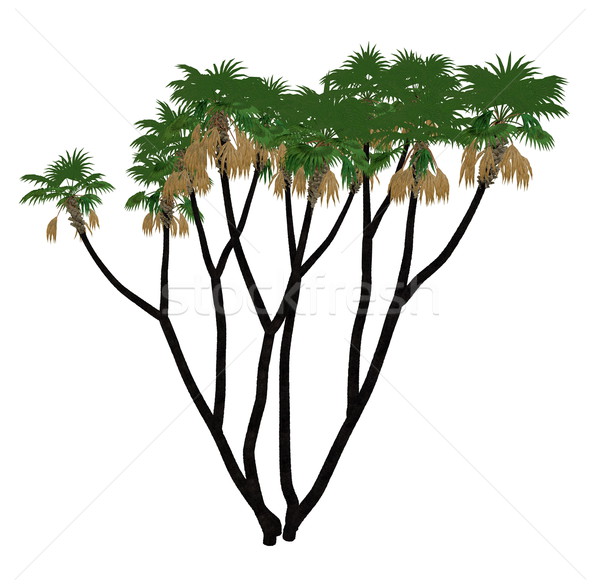 Doum, doom palm or gingerbread tree, hyphaene thebaica - 3D render Stock photo © Elenarts