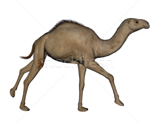 Kamel läuft 3d render isoliert weiß Hintergrund Stock foto © Elenarts