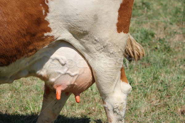 Udders of a cow Stock photo © Elenarts