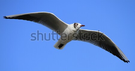 Black-headed gull Stock photo © Elenarts