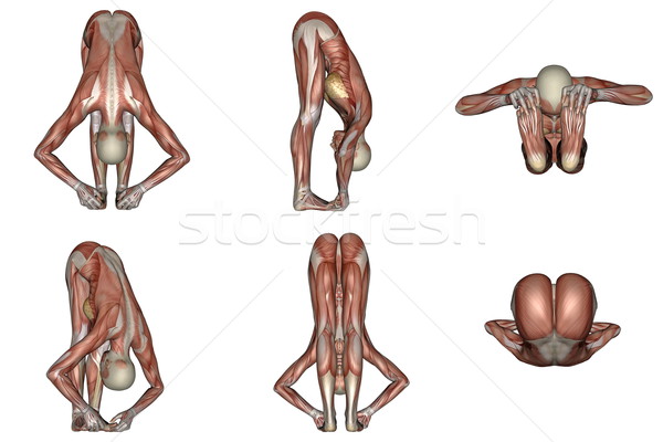 Big toes yoga pose for woman with muscle visible Stock photo © Elenarts