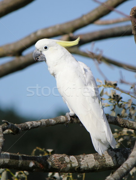 Lesser sulphur crested cockatoo Stock photo © Elenarts