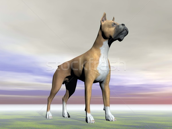 Foto stock: Boxeador · cão · 3d · render · em · pé · terreno · cinza