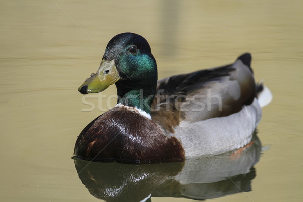 Male mallard or wild duck, anas platyrhynchos, portrait Stock photo © Elenarts