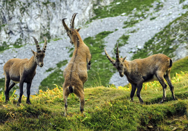 Young male wild alpine, capra ibex, or steinbock Stock photo © Elenarts