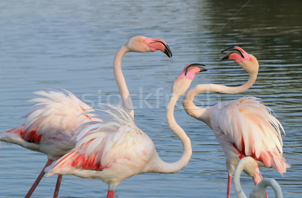 Flamingos fighing Stock photo © Elenarts