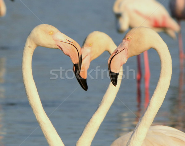 Flamingos portrait Stock photo © Elenarts