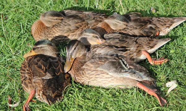 Stock photo: Sleeping ducks