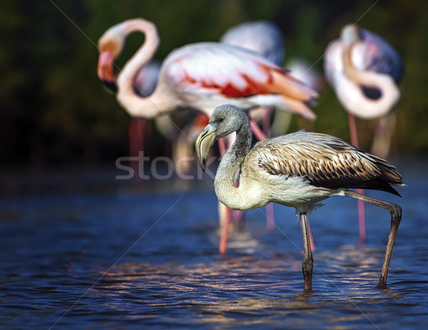 Stock photo: Young greater flamingo, phoenicopterus roseus, Camargue, France