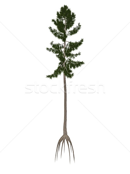 Noorwegen sparren boom 3d render geïsoleerd witte Stockfoto © Elenarts