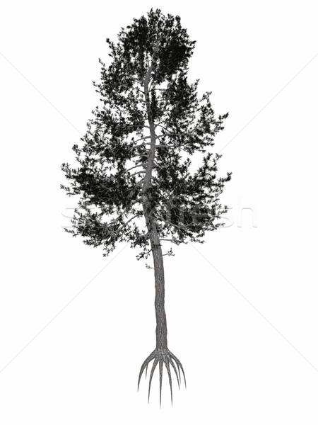 Austrian or black pine, pinus nigra tree - 3D render Stock photo © Elenarts