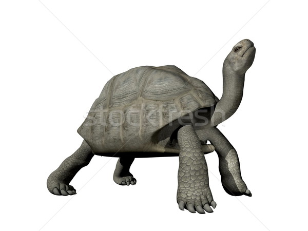 [[stock_photo]]: Tortue · rendu · 3d · grand · isolé · blanche · ciel