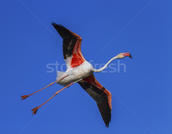 Stock photo: Greater flamingo, phoenicopterus roseus, Camargue, France