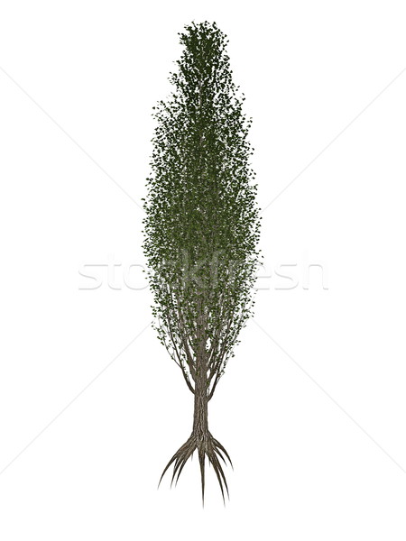 Lombardy or black poplar, populus nigra tree - 3D render Stock photo © Elenarts