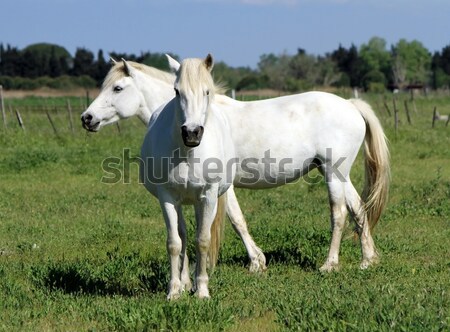 White horse, Camargue, France Stock photo © Elenarts