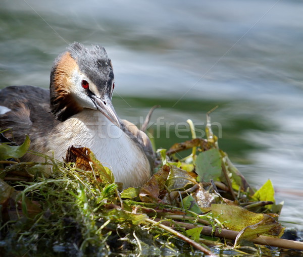 Crested grebe (podiceps cristatus) duck on nest Stock photo © Elenarts