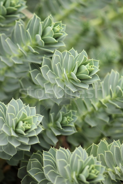 Myrtle Spurge - Euphorbia myrsinites Stock photo © Elenarts