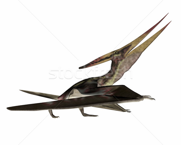 Pterodactyl Pteranodon Image & Photo (Free Trial)