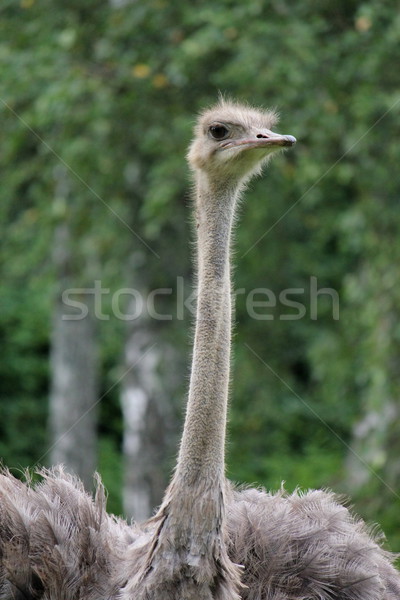 серый страус шее голову зеленый растительность Сток-фото © Elenarts