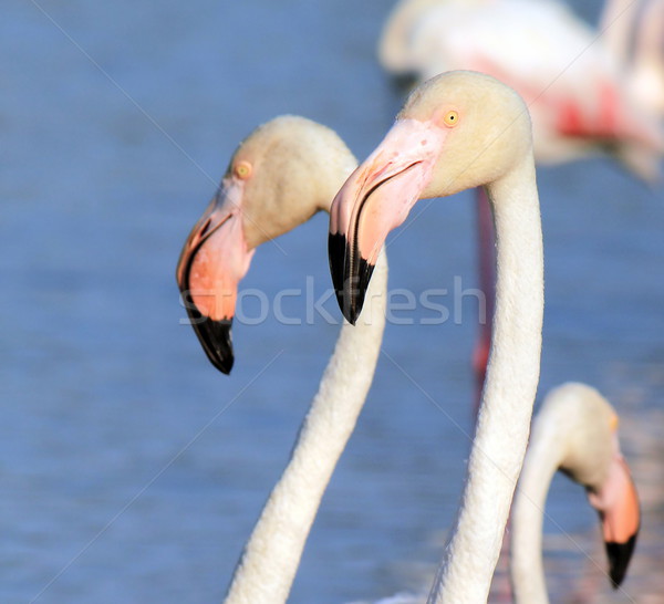 Flamingo portrait Stock photo © Elenarts