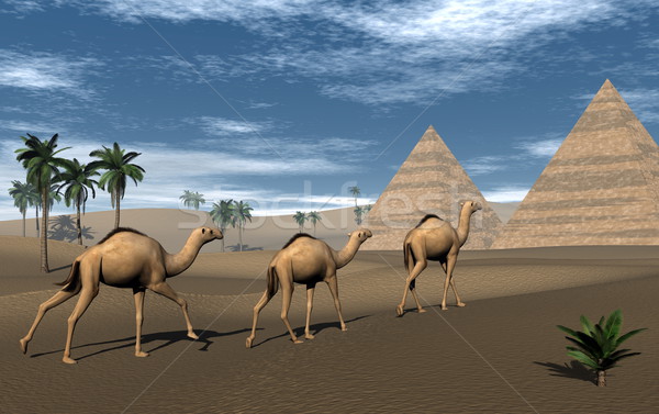 Stock fotó: Tevék · piramisok · 3d · render · három · sétál · sivatag