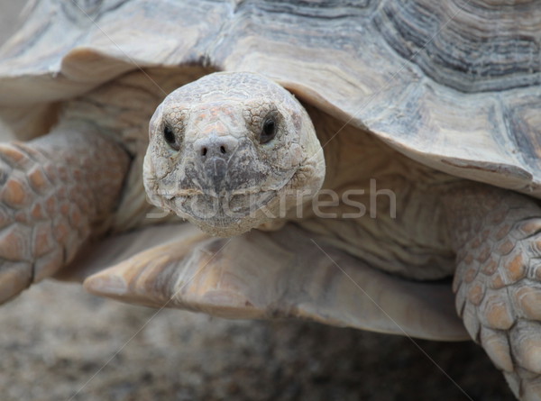 African spurred tortoise Stock photo © Elenarts