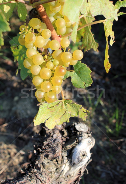 Sunny green grape Stock photo © Elenarts