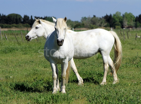 Camargue horses, France Stock photo © Elenarts