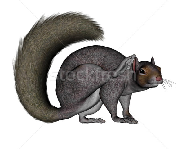 Squirrel scratching - 3D render Stock photo © Elenarts
