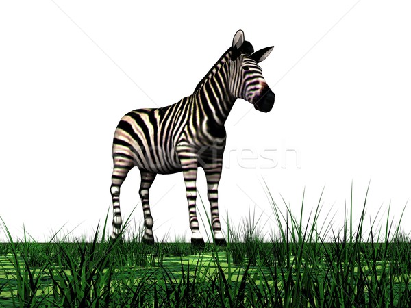 Zebra and grass Stock photo © Elenarts
