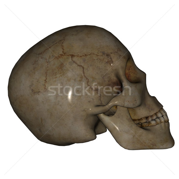 Crâne visage rendu 3d profile isolé blanche [[stock_photo]] © Elenarts