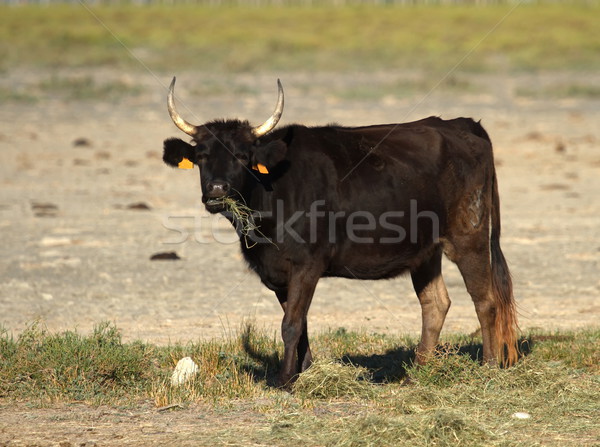 Typical cow, Camargue, France Stock photo © Elenarts