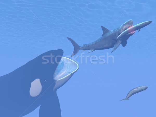 Killer whale attacking small megalodon shark eating blue one - 3D render Stock photo © Elenarts