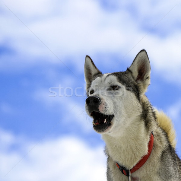 Siberian husky dog barking Stock photo © Elenarts