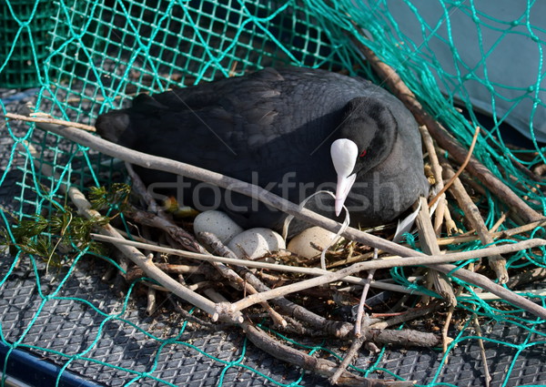 Eurasian female coot duck, fulica atra, brooding nest Stock photo © Elenarts