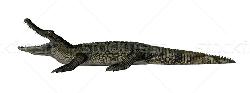 Caiman roaring - 3D render Stock photo © Elenarts