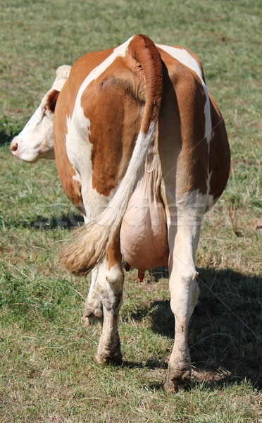 Back of a cow Stock photo © Elenarts
