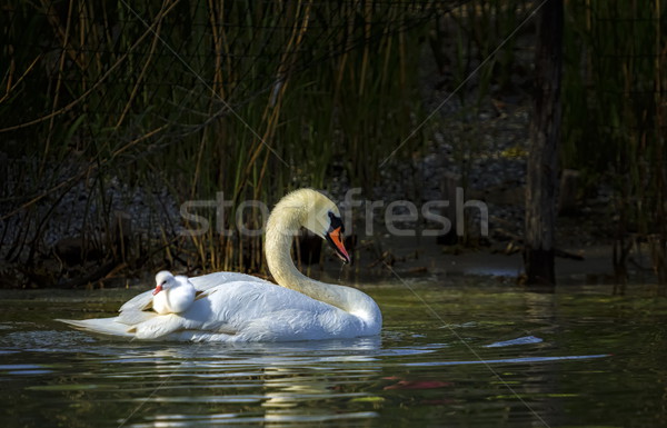 Mute swan, cygnus olor, mother and baby Stock photo © Elenarts
