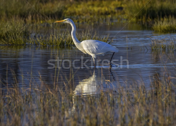Great egret, ardea alba, in a pond Stock photo © Elenarts