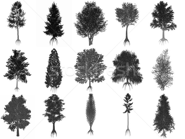 Stock photo: Set or collection of common trees, black silhouettes - 3D render