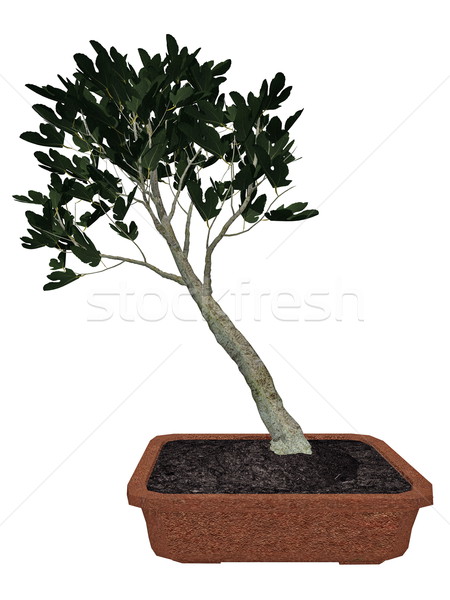 Füge fa bonsai 3d render izolált fehér Stock fotó © Elenarts