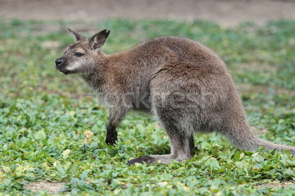 Bennett wallaby kangaroo Stock photo © Elenarts