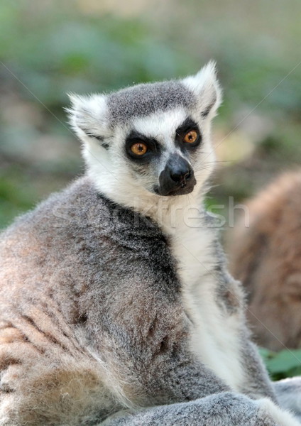 Stok fotoğraf: Maki · Madagaskar · oturma · ağaç · göz · doğa