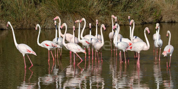 Greater flamingos, phoenicopterus roseus, Camargue, France Stock photo © Elenarts